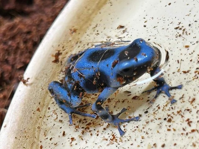 Preview of the first image of Dart Frogs Dendrobates auratus "Super Blue" Inc. Set up.