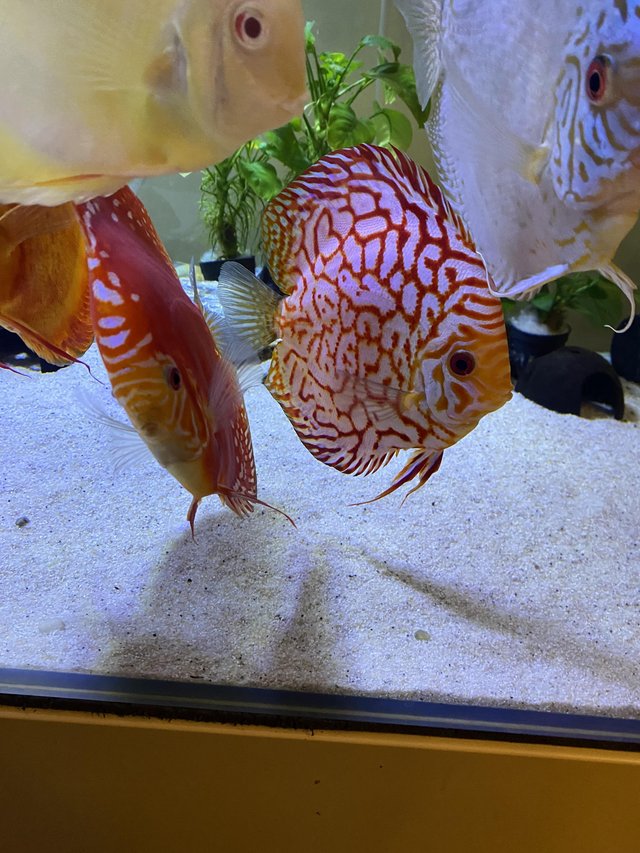 Chens discus : Variety for sale 