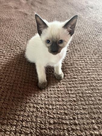 Image 20 of Siamese kittens,ready now only 3 boys 1 girl left