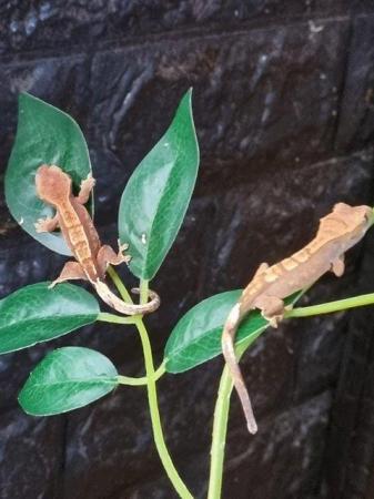 Image 13 of Beautiful Crested Geckos!!! (ONLY 2 LEFT)