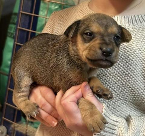 Jack Russell Terrier puppies for sale in Leek, Staffordshire – 1 year old - Image 2 of 6