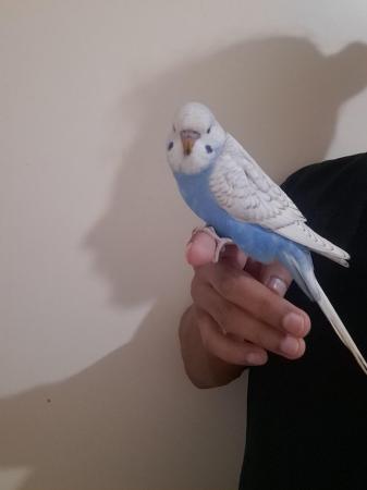 Image 10 of Young hand tamed baby budgies for sale