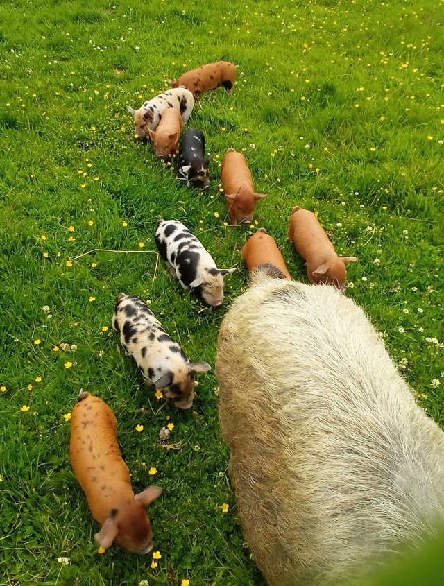 Preview of the first image of Kunekune piglets for sale.