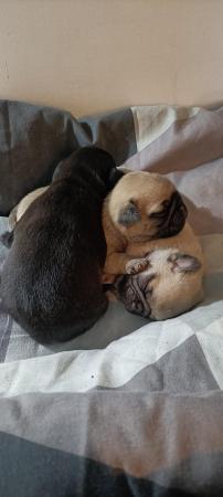 Image 7 of Last boy remaining * Pug puppy ready to leave now