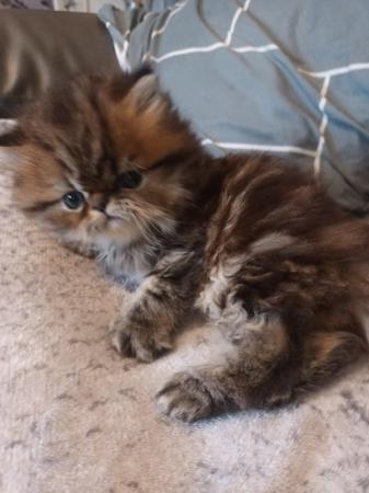 Image 9 of 2 happy and healthy pedigree persian kittens for sale