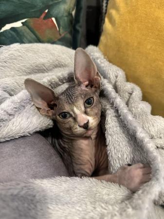 Image 3 of Beautiful Tabby Pure Canadian Sphynx Girl ????