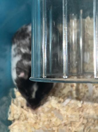 Image 3 of 10 month old white and black hamster