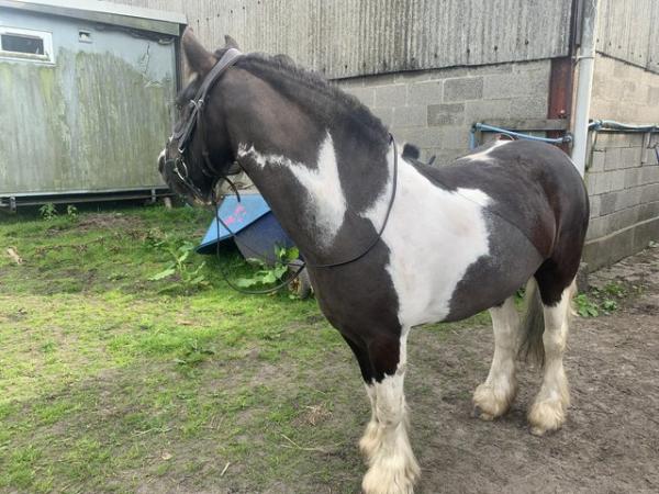 Image 3 of lovely 4 year old cob mare
