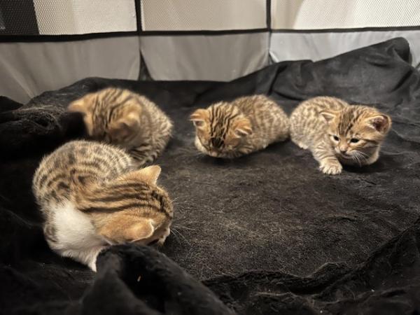Image 4 of Beautiful Bengal Mix Kittens