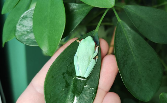 Image 2 of Albino red eyed tree frogs