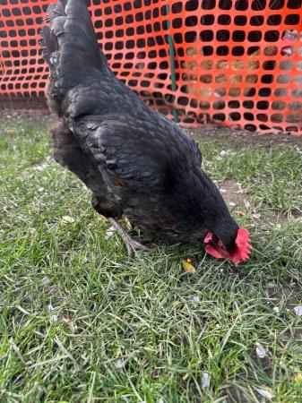 Image 1 of Beautiful Black Laying Hen