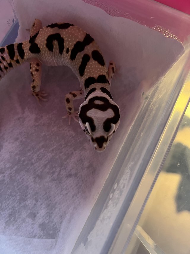 Preview of the first image of Leopard Gecko Female Bold Bandit No Hets.