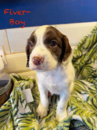 Image 11 of Fabulous and stunning English springer puppies