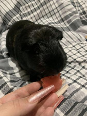 Image 2 of 1year olds male Guinea pigs