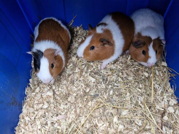 Image 3 of Beautiful home reared guinea pigs