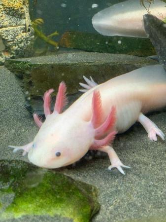 Image 4 of Leucistic Axolotls x 4 -Axminster