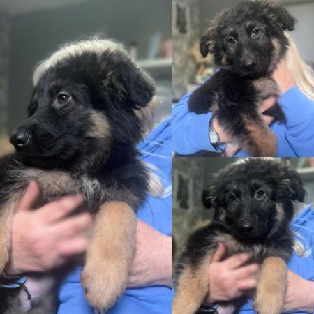 Image 6 of READY TO GO NOW! 2beautiful,chunky German shepherd puppies