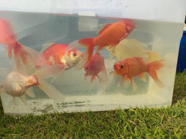 Image 1 of pond goldfish, fan tails and red rudd