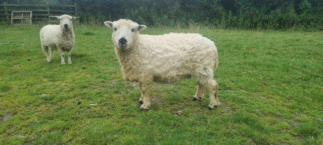 Image 3 of Two registered greyface dartmoor ewe lambs