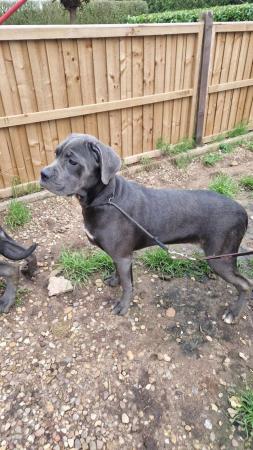 Image 7 of STUNNING ICCF REGISTERED CANE CORSO  LAST BOY AVAILABLE  NOW