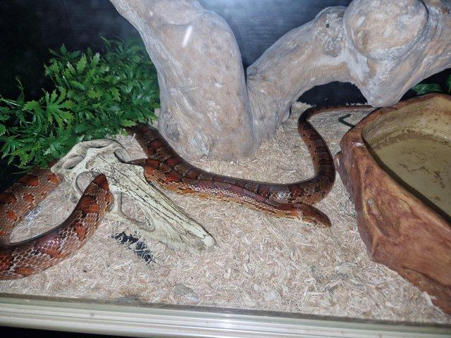 Preview of the first image of Adult Corn Snake for sale.