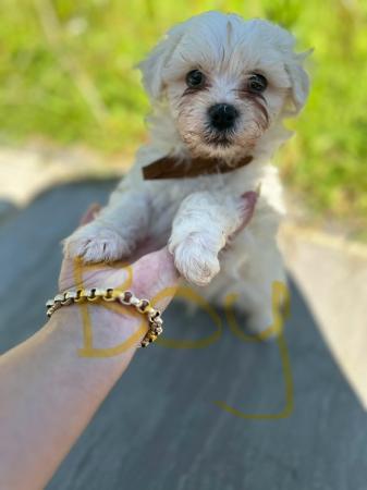 Image 5 of 4 Maltese pups for sale