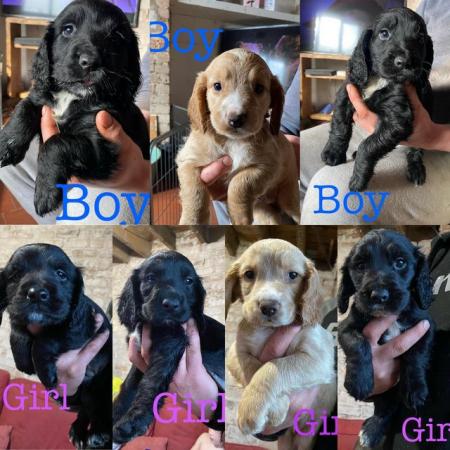 Image 5 of *1 LEFT* Beautiful sprocker puppies from working parents