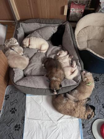Image 3 of German Shepherd puppies for sale £1000