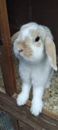 Image 5 of Baby rabbits for sale... Mini lop & Netherland dwarf ready n