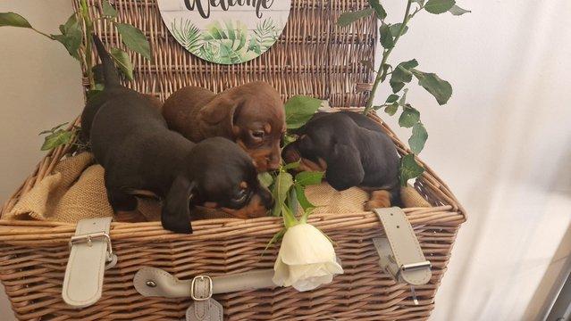 Image 4 of Mini Dacshund Puppies for sale