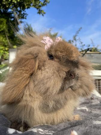 Image 6 of Beautiful Sooty Fawn Lion Lop Girl