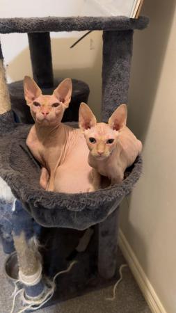 Image 1 of 1 Sphynx kitten looking for new home.