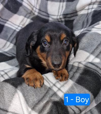 Image 11 of * ALL SOLD*  Beautiful dachshund x collie