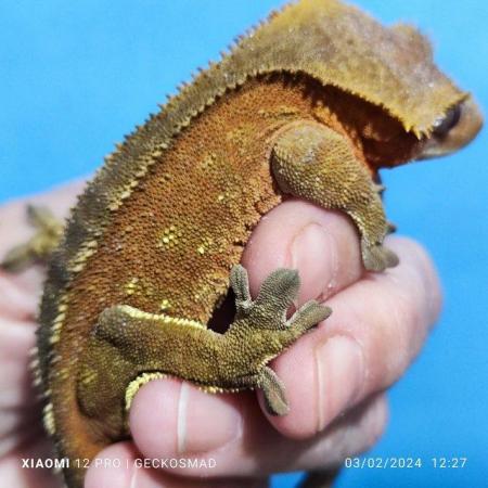 Image 4 of Brick red with portals male crested gecko