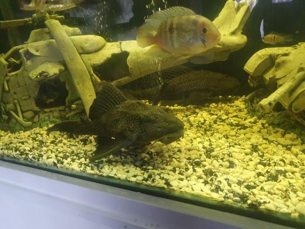 Image 2 of Various  tropical fish for sal