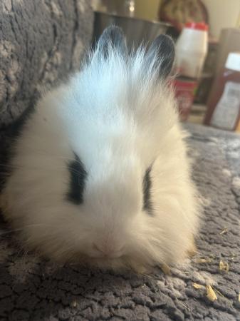 Image 12 of Lovely baby lionheads, males and females