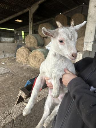 Image 1 of Pygmy goat wether kids nice colours