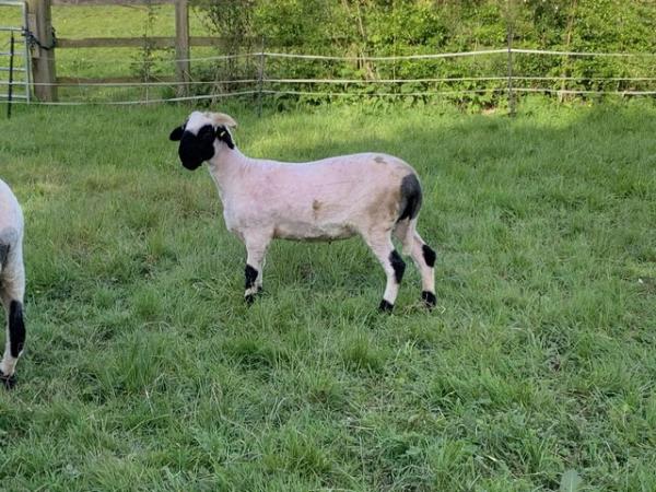 Image 3 of Valais black nose lambs ( N Lincolnshire )