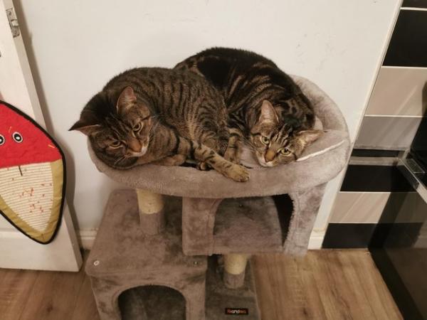 Image 1 of 2 years old Bengal cats x2 micro-chipped and neutered