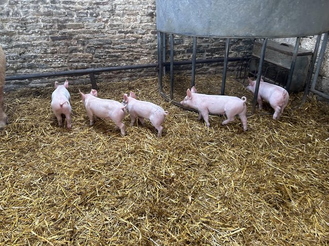 Preview of the first image of 2 large white cross weaners.