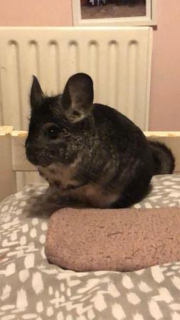 Image 3 of Chinchilla named Diego 4 years old