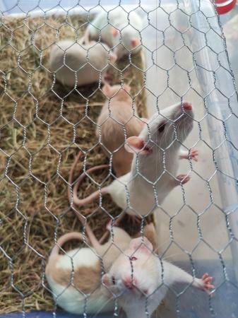 Image 2 of YOUNG (17 WKS) MALE & FEMALE RATS FOR SALE