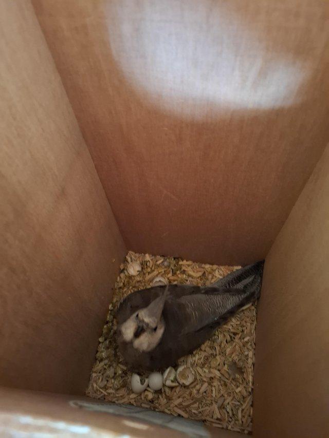 Preview of the first image of Baby cockatiel ready for handrearing.