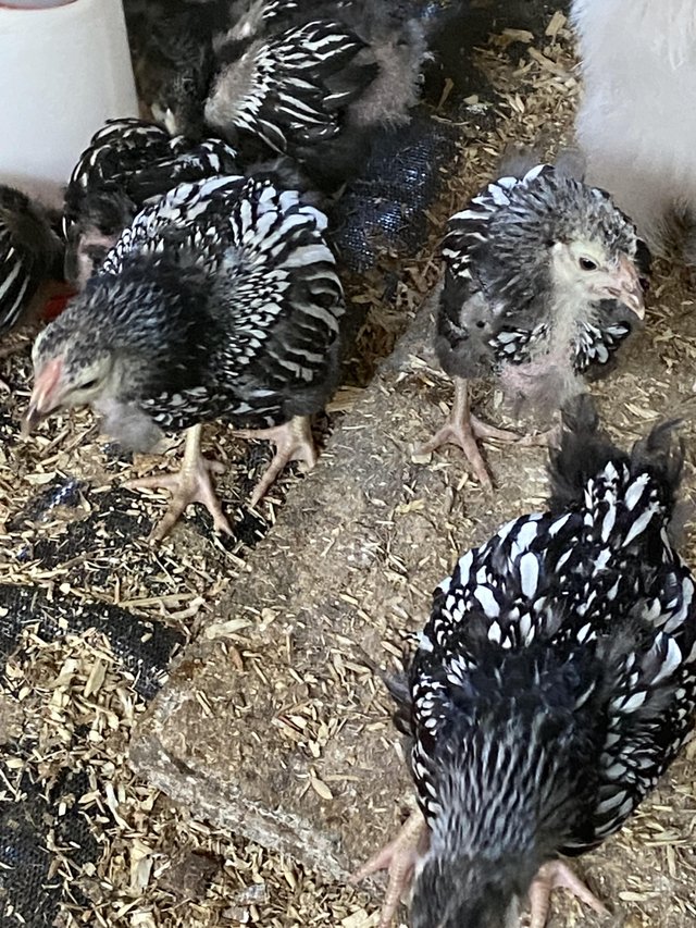Preview of the first image of Silver laced Wyandotte bantam chicks for sale.