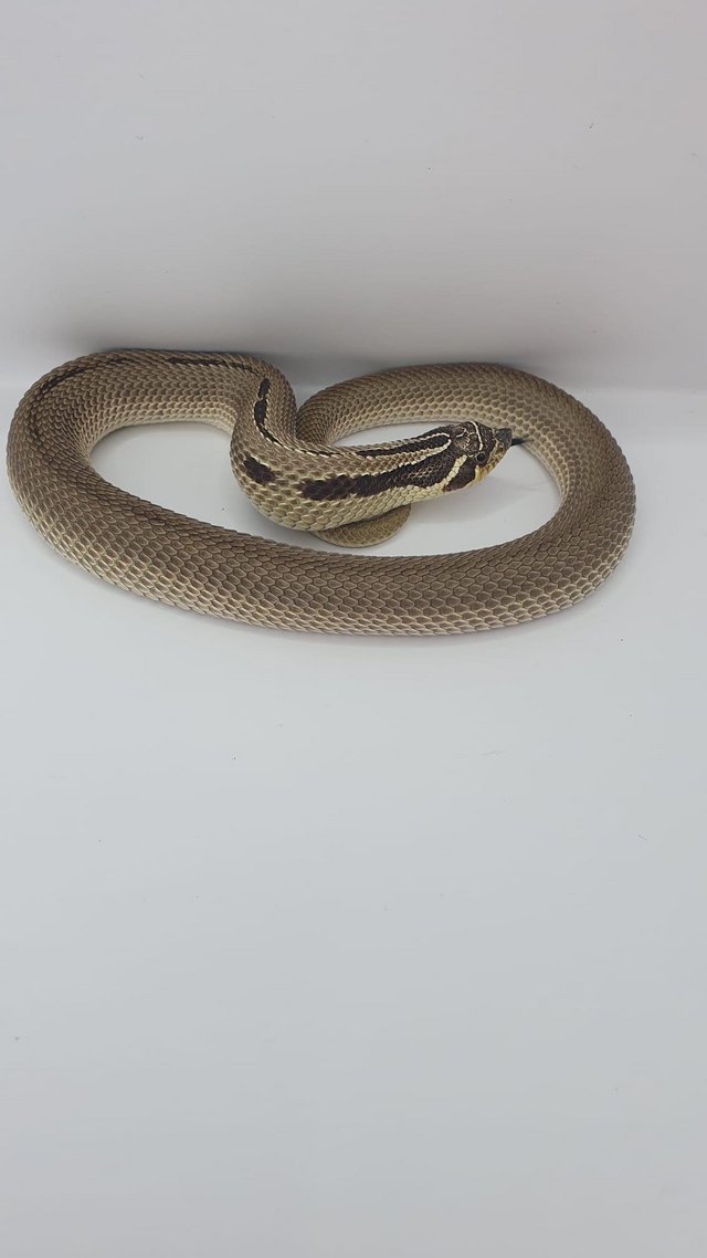 Preview of the first image of Hognose Snakes Superconda for sale various see Description.
