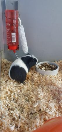 Image 3 of Baby female Guinea pigs available