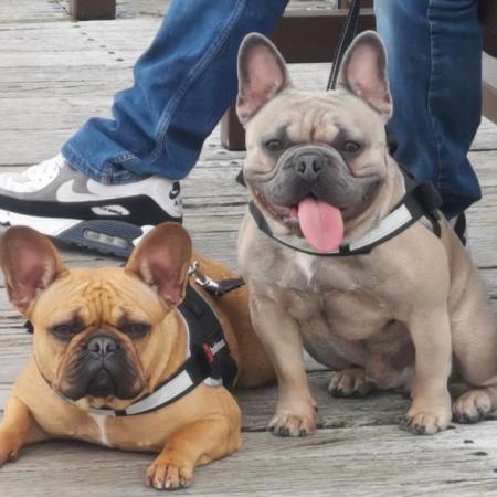 Image 10 of KC Registered French Bulldog Puppies