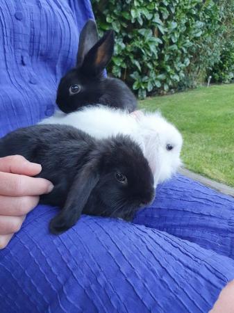 Image 4 of 8 weeks old beautiful baby bunnies for sale