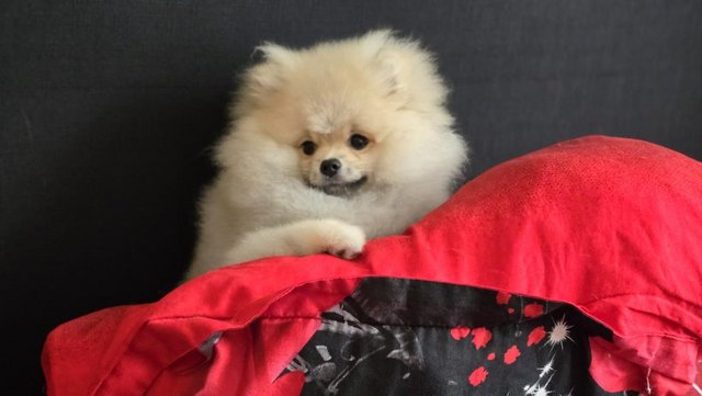 Image 10 of Fluffy KC registered Pomeranian Puppies