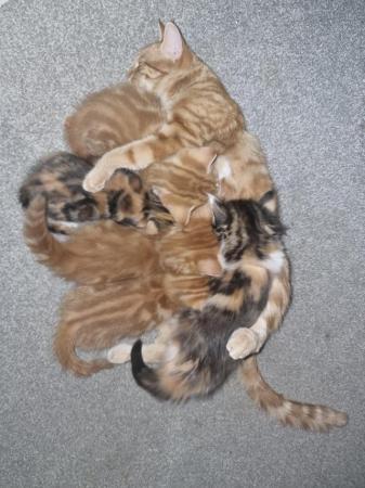 Image 3 of BEAUTIFUL KITTENS FOR SALE